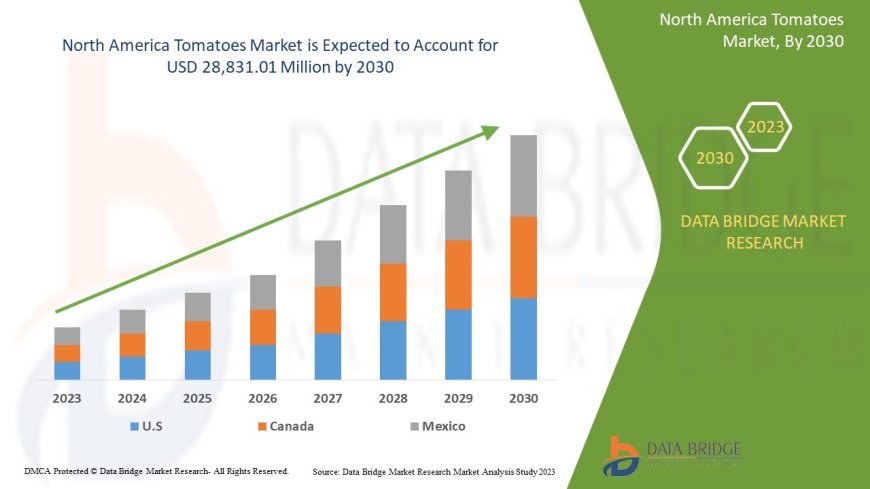 North America Tomatoes Market Flourishes with Demand for Fresh and Processed Tomato Products