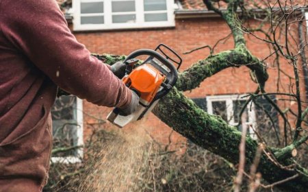 Tree Pruning – The Art of Keeping Your Trees Healthy and Happy