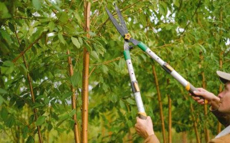 The Ultimate Guide to Tree Pruning: Techniques, Timing & Benefits