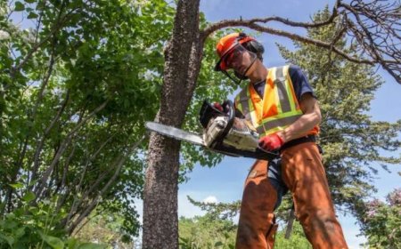 Tree Pruning: The Ultimate Guide to Healthier, Stronger Trees