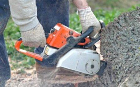 Tree Pruning: The Complete Guide to Healthier, Safer, and Better-Looking Trees
