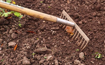 Smart Outdoor Planning: Why Good Landscaping Matters in Auckland