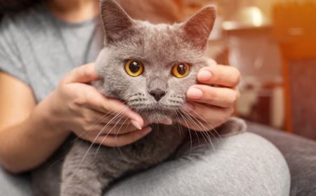 Why Are Daily Cat Visits Better Than Asking a Neighbor for Help?