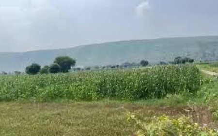 Kushal Farmland Projects: The Hidden Gem of Naugaon Real Estate
