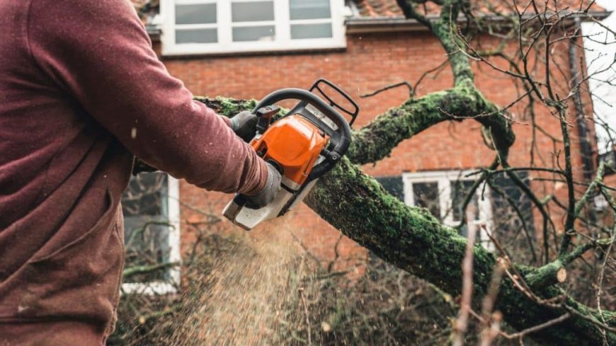 Tree Pruning – The Art of Keeping Your Trees Healthy and Happy