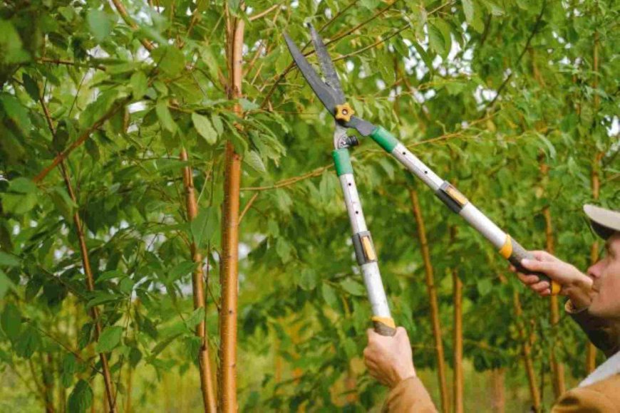 The Ultimate Guide to Tree Pruning: Techniques, Timing & Benefits