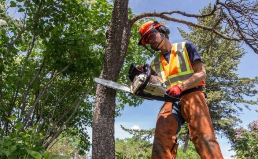 Tree Pruning: The Ultimate Guide to Healthier, Stronger Trees