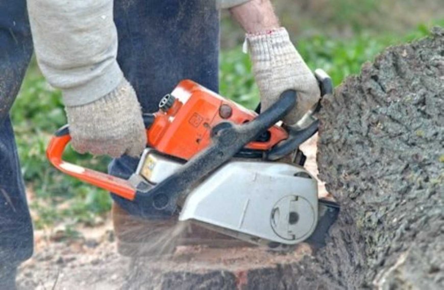 Tree Pruning: The Complete Guide to Healthier, Safer, and Better-Looking Trees