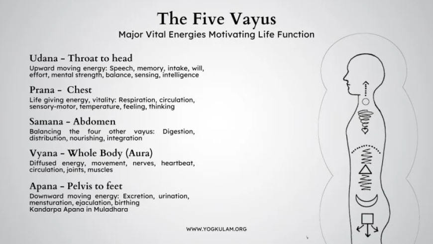 Understanding the Prana Vayu: Meaning, Function, and Importance in Yogic Tradition