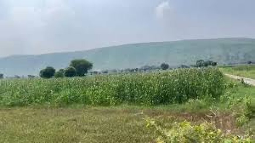 Kushal Farmland Projects: The Hidden Gem of Naugaon Real Estate
